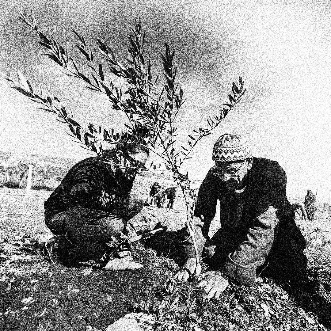 Volunteers planting an olive sapling